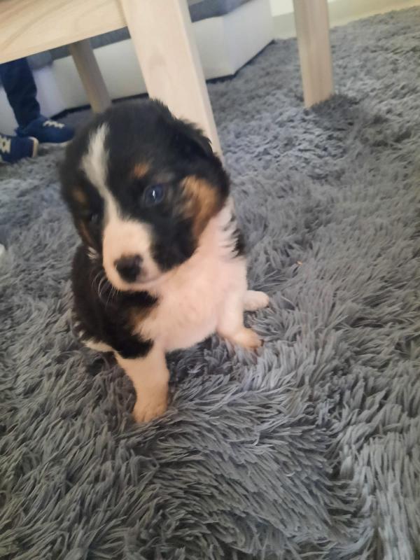 Ilary, Cucciolina Futura Taglia Media